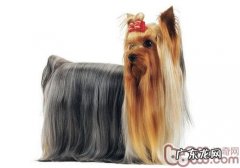 怎样选择约克夏