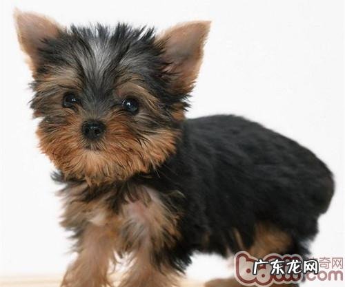 约克夏畏冷应该怎么办