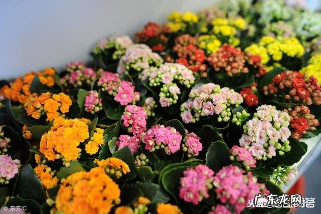 适合农村创业的小项目? 现在农村适合干什么,小本创业?