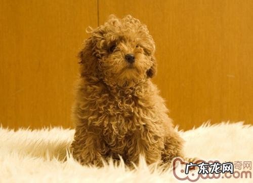 小狗等级划分的方式——对眼