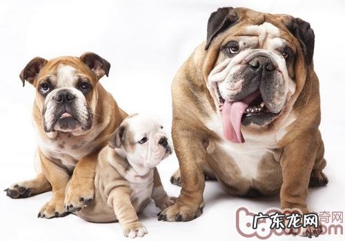 【检测】你的心里住着哪种动物