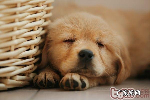 让小狗慢食的益处