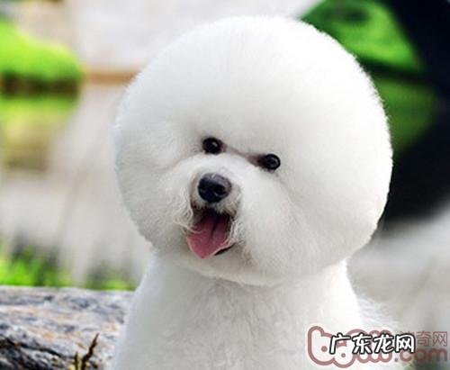 环境污染对小狗的危害