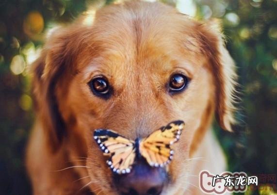 狗狗生病期内的饮食搭配关键点