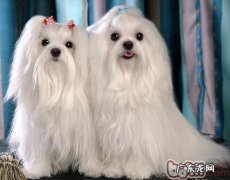 给小狗提升营养成分的食材强烈推荐