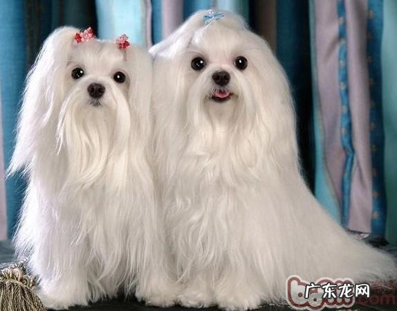 给小狗提升营养成分的食材强烈推荐