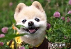 是什么原因会造成 博美作呕