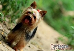 不必让狗狗误食的绿色植物