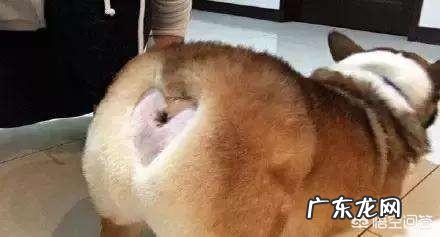 两个月柯基犬一天几次大便?