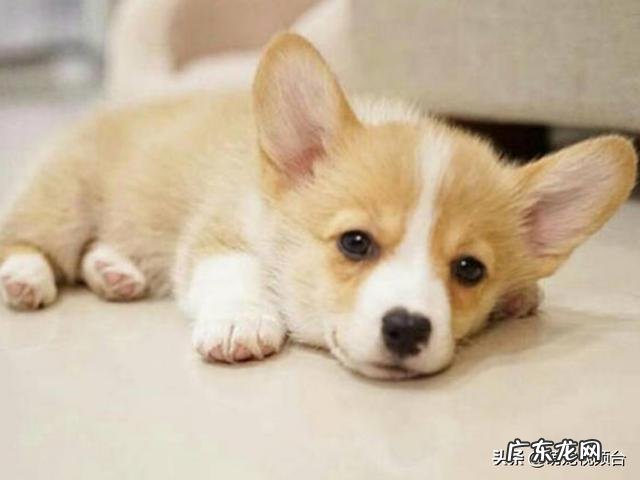 两个月柯基犬一天几次大便?