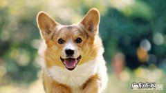 两个月柯基犬一天几次大便？