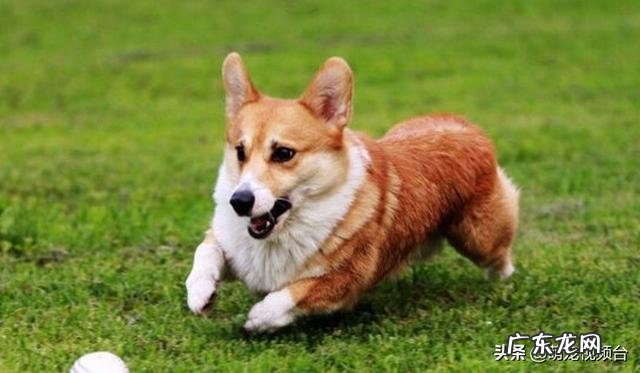 两个月柯基犬一天几次大便?