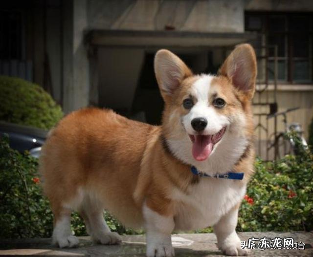 两个月柯基犬一天几次大便?