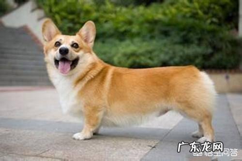 两个月柯基犬一天几次大便?