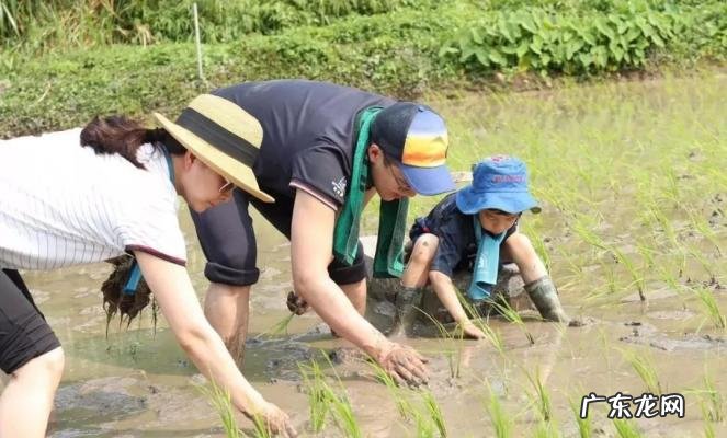 郭晶晶什么时候和霍启刚谈的恋爱 郭晶晶霍启刚恋爱史
