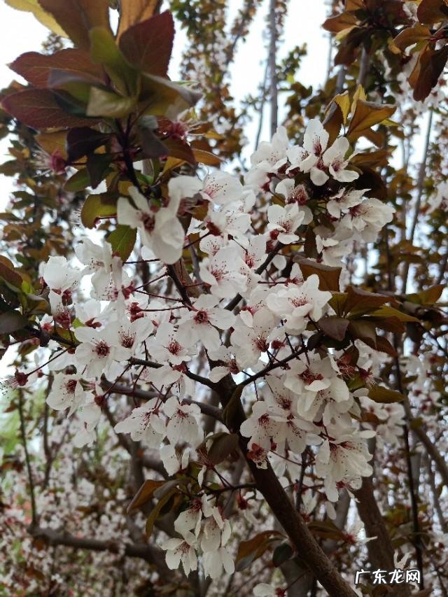 不想回家? 今年不打算出去了,就想在家创业,什么项目好?