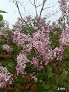 不想回家？ 今年不打算出去了，就想在家创业，什么项目好？