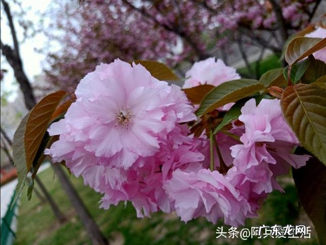 不想回家? 今年不打算出去了,就想在家创业,什么项目好?