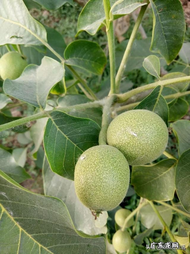 那么多广场舞大妈,有没有什么生意可以做?