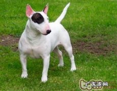 牛头梗的个性化剖析