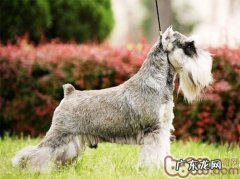 狗狗牙齿保养的恰当作法