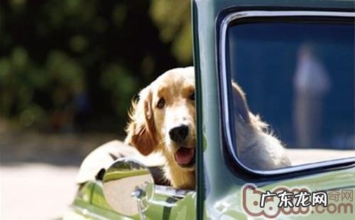 为何不必给小狗吃重囗味的物品