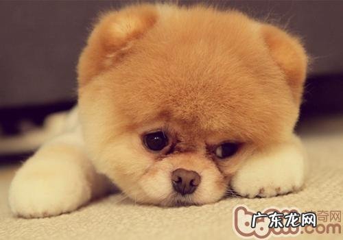 纯种博美有哪些颜色