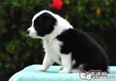 小狗的记忆能力有多久？