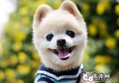 给博美冼澡的好多个注重