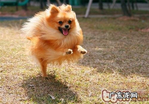 给博美绝育手术有哪些好处呢