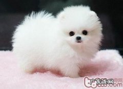 球形博美的必要条件