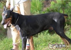 杜宾犬吃什么食物