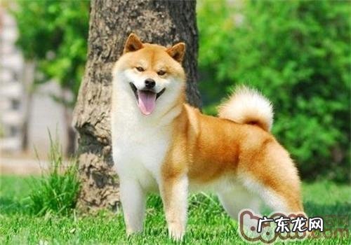 柴犬掉毛的根本原因