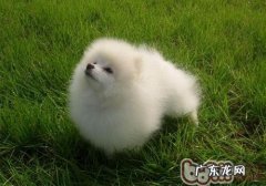 给博美刮毛的常见问题