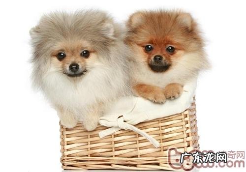 不必随意给博美吃零食