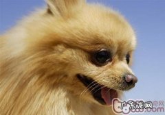 造成 博美抽动的好多个缘故