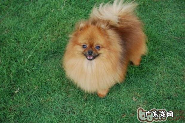 掉毛期怎样为博美梳毛