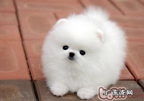 博美得了细小病毒病该怎么办