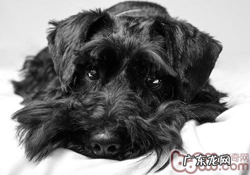 给雪纳瑞冼澡必须留意什么难题