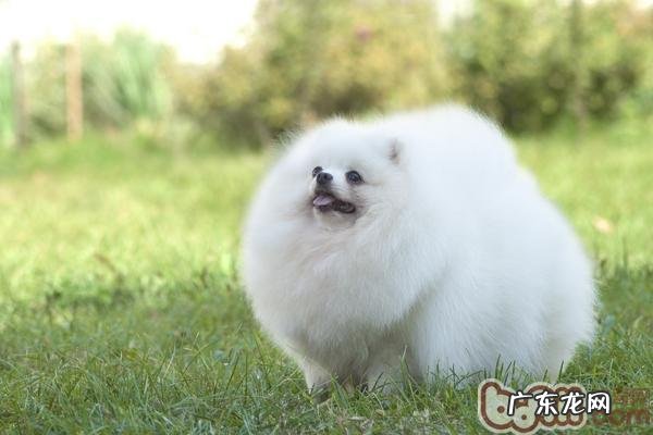 如何鉴别博美犬