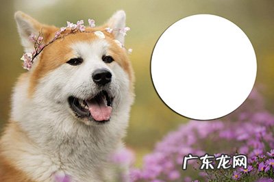 ps怎么局部放大缩小 PS局部放大图怎么做