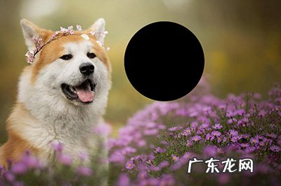 ps怎么局部放大缩小 PS局部放大图怎么做