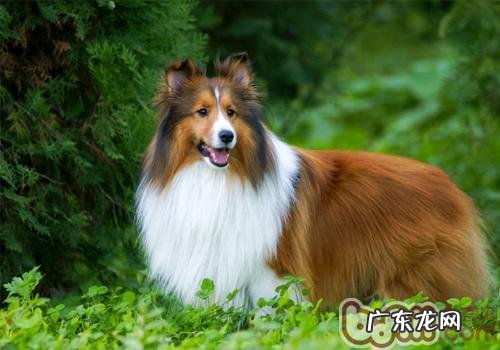 怎样协助肥胖症小狗减肥瘦身