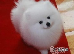 博美犬寿命多长时间