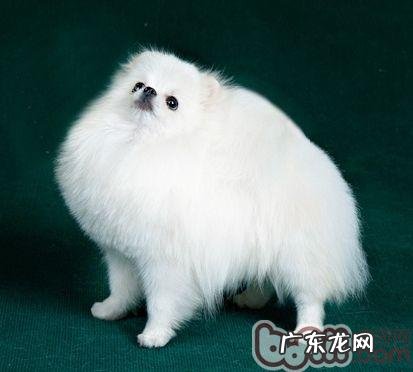 哪些方面决策博美多少钱