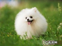 博美偏食可根据喂养方法改进