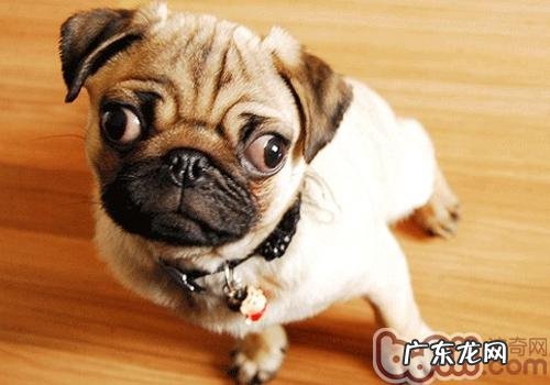 小狗与生俱来担心的物品