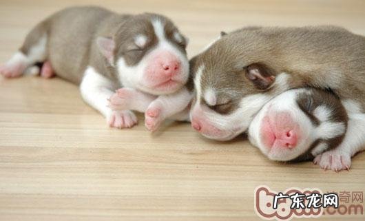 小狗休眠状态全分析