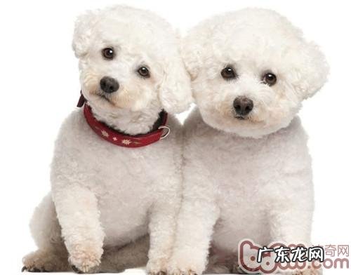 生牛肉、羊肉、鱼类等喂养小狗的优势剖析