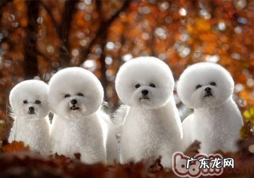 小狗喂养時间和喂养量的注重